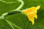 English Cucumber _ Long, Straight and Narrow_cucumber-flower_1600x1050