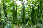 English Cucumber _ Long, Straight and Narrow_hanging-cucumbers_1600x1050