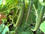 English Cucumber Plants {YouTube}_480x360